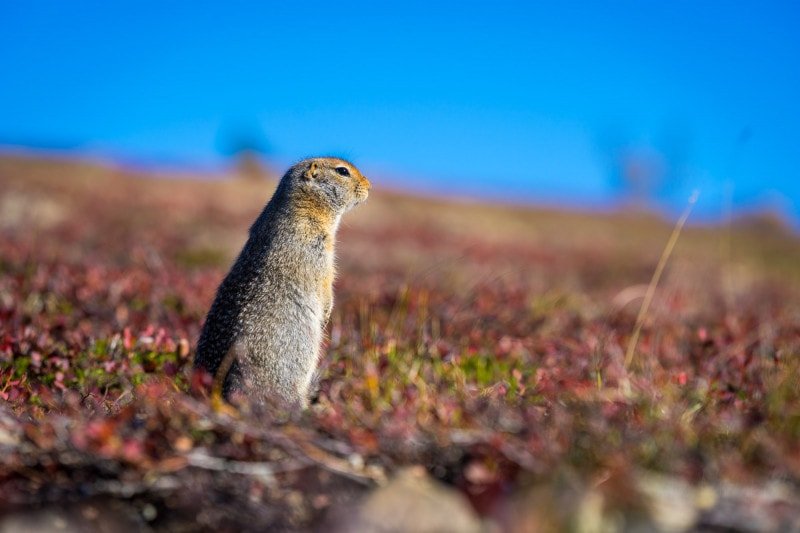 Alaskan marmot