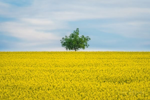 Lost in the yellows Lost in the yellows