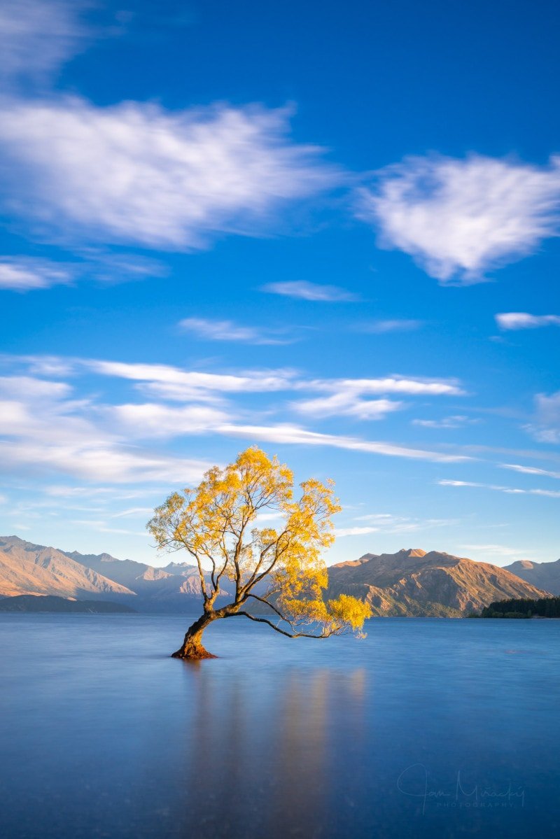 Wanaka Tree, New Zealand