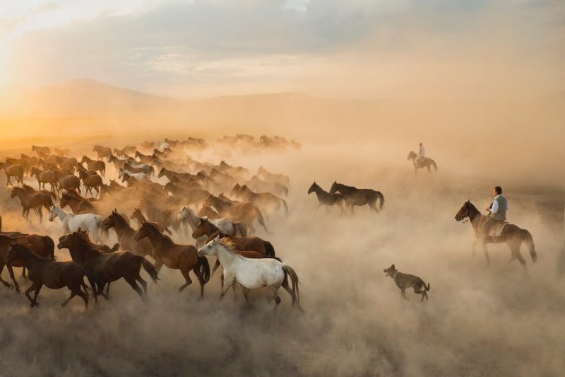Cowboys and wild horses in Cappadocia, Turkey